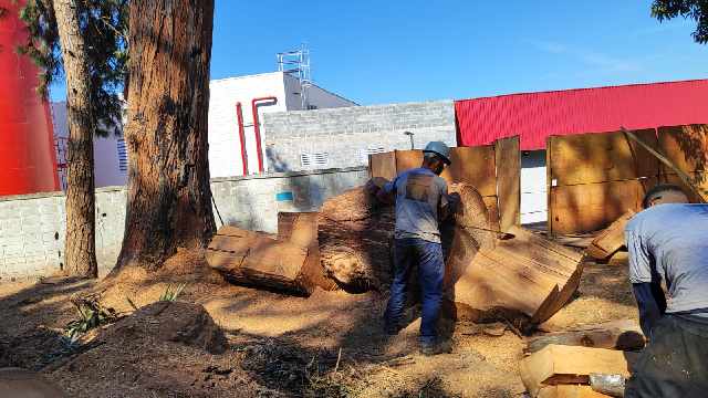 Foto 1 - Limpeza de terreno e remoo eucalipto